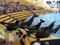 /album/loro-parque/orcas-at-loro-parque-08-jpg/