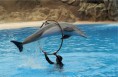 /album/loro-parque/pict0255a800-jpg/